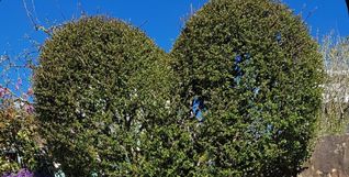 Ein Baum wie ein Herz geschnitten. Im Kreis Böblingen gibt es eine neue Selbsthilfegruppe.